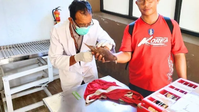 Pemeriksaan ini bertujuan untuk memastikan kondisi kesehatan burung sebelum dilalulintaskan ke luar Bengkulu.